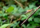 Blue-tailed Damselfly fem imm rufescens