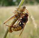 Hornet Vespa crabro