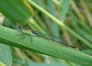 Blue-tailed Damselfly female infuscans
