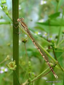 Winter Damselfly male, Leste brun
