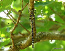 Southern Hawker male imm