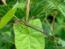 Blue-tailed Damselfly female infuscans 