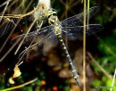 Golden-ringed Dragonfly male, Cordulagastre annele