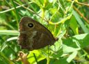 Dryad female