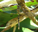Dusk Hawker male imm