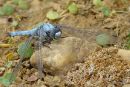 Southern Skimmer male