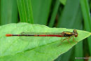 Small Red Damselfly female intermedium