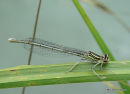 White-legged Damselfly female