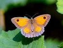 Gatekeeper female