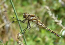 White-tailed Skimmer female