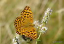 Silver-washed Fritillary female