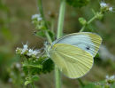 Green-veined White summer brood