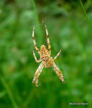 Garden Spider Araneus diadematus