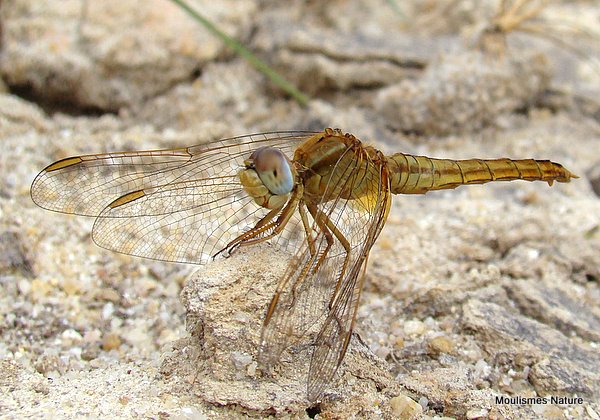 Scarlet Darter female 