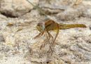 Scarlet Darter female 