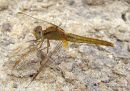 Scarlet Darter female