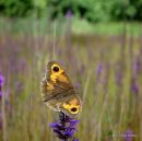 Meadow Brown ssp M. j. hispulla