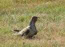 Cuckoo, Coucou gris, juvenile 