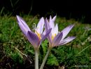 Colchicum autumnale, Meadow Saffron