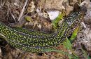 Green Lizard, female/sub-adult