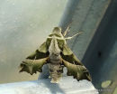Willowherb Hawkmoth Proserpinus proserpina