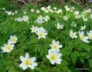 Anemone nemorosa, Wood Anemone