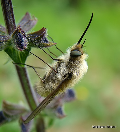 Bee-fly sp
