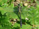Club-tailed Dragonfly male, Gomphus tres commun