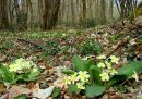 Primula vulgaris, Primrose 