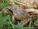 Agile Frog