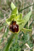 Small Spider Orchid, Ophrys araneola 
