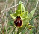 Small Spider Orchid