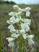 Green-winged Orchid