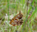 Weaver's Fritillary
