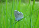 Provencal Short-tailed Blue male