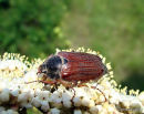 Cockchafer Melolontha melolontha