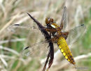 Broad-bodied Chaser female