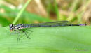 Azure Damselfly imm male