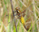 Broad-bodied Chaser male imm.