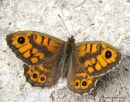 Wall Brown male, La Megere