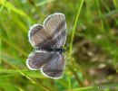 Short-tailed Blue female
