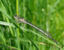 White-legged Damselfly male imm