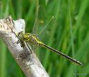 Western Clubtail male, Le Gomphe gentil