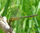 Western Clubtail male