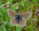 Mazarine Blue female