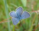 Mazarine Blue male, Le Demi-Argus
