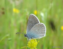 Mazarine Blue male