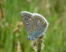 Common Blue male, L'Argus bleu