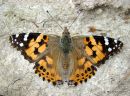 Painted Lady