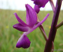 Loose-flowered Orchid